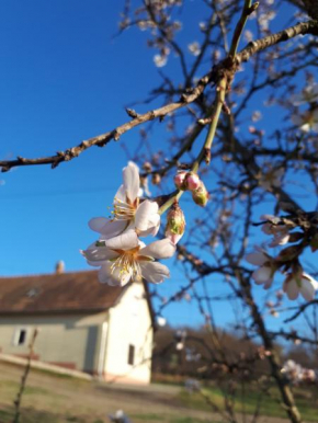 Kéknefelejcs Vendégház